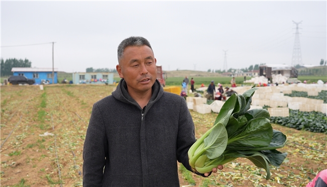 一肥六效，鲁花花生肽肥的化肥替代之路——在田间地头实地探访鲁花花生肽肥六大“超能力” - 图1