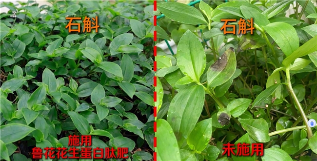 一肥六效，鲁花花生肽肥的化肥替代之路——在田间地头实地探访鲁花花生肽肥六大“超能力” - 图2