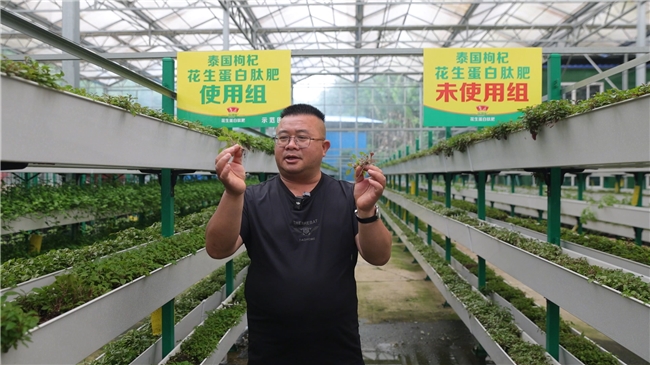 一肥六效，鲁花花生肽肥的化肥替代之路——在田间地头实地探访鲁花花生肽肥六大“超能力” - 图4
