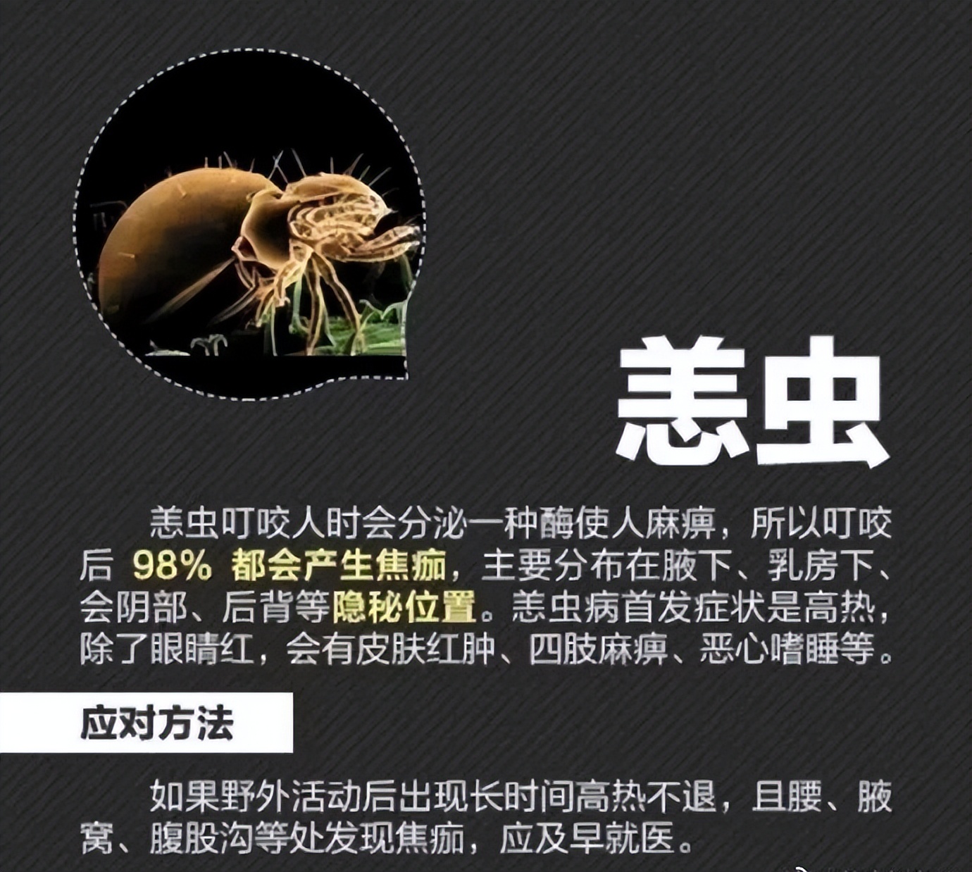 39岁博主被虫咬后严重感染，送医抢救仍不幸去世！起病急，可致多脏器损害，正值高发期 - 图5