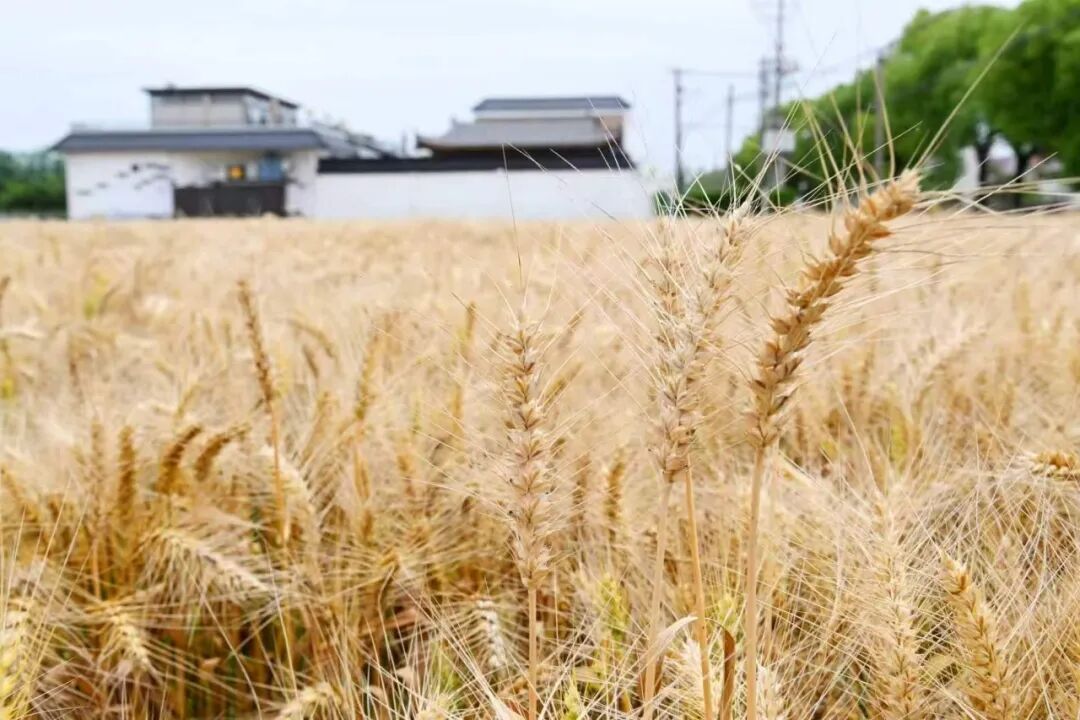 上海版“有风的地方”：江南老宅邂逅云南的风！这个离市区最近的乡村成功逆袭 - 图13