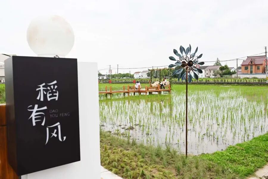上海版“有风的地方”：江南老宅邂逅云南的风！这个离市区最近的乡村成功逆袭 - 图4