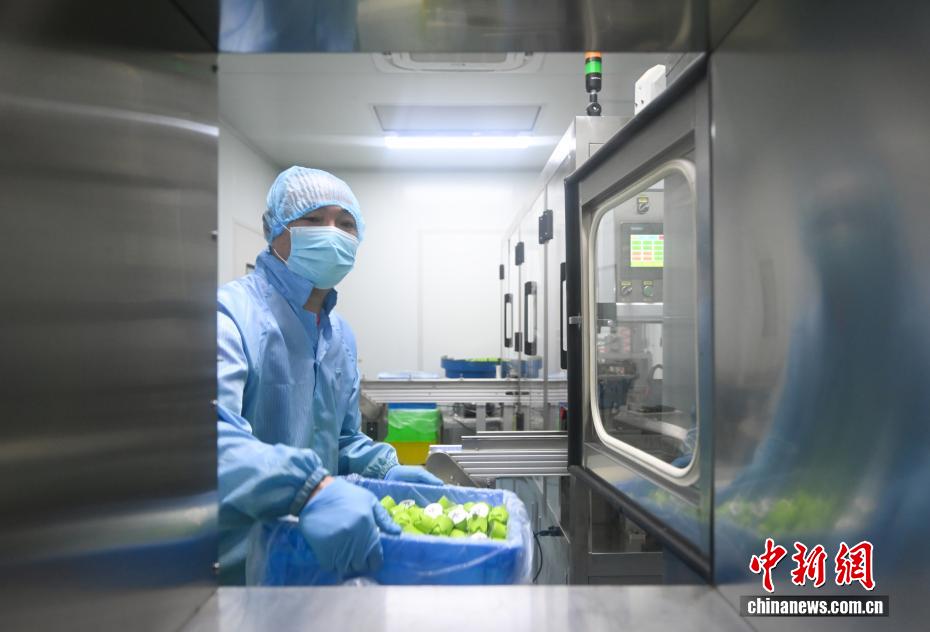 全球消费者青睐健康饮品 浙江抹茶出口热度飙升 - 图5