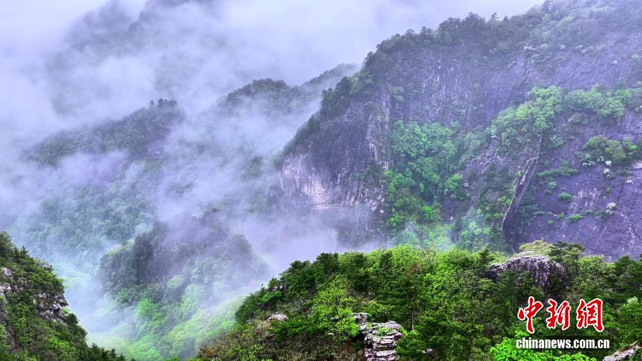 初夏秦岭美如画 云海翻涌绿意浓 - 图4