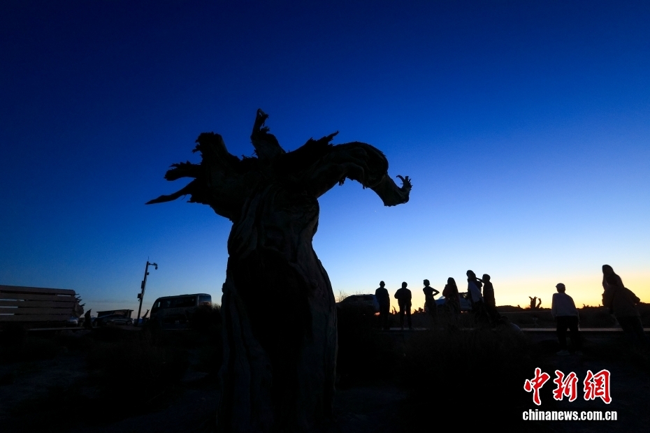 哈密伊吾胡杨林：戈壁深处的千年生命画卷 - 图5