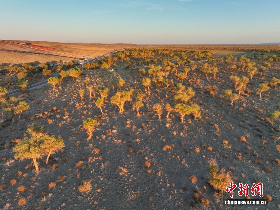 哈密伊吾胡杨林：戈壁深处的千年生命画卷 - 图3