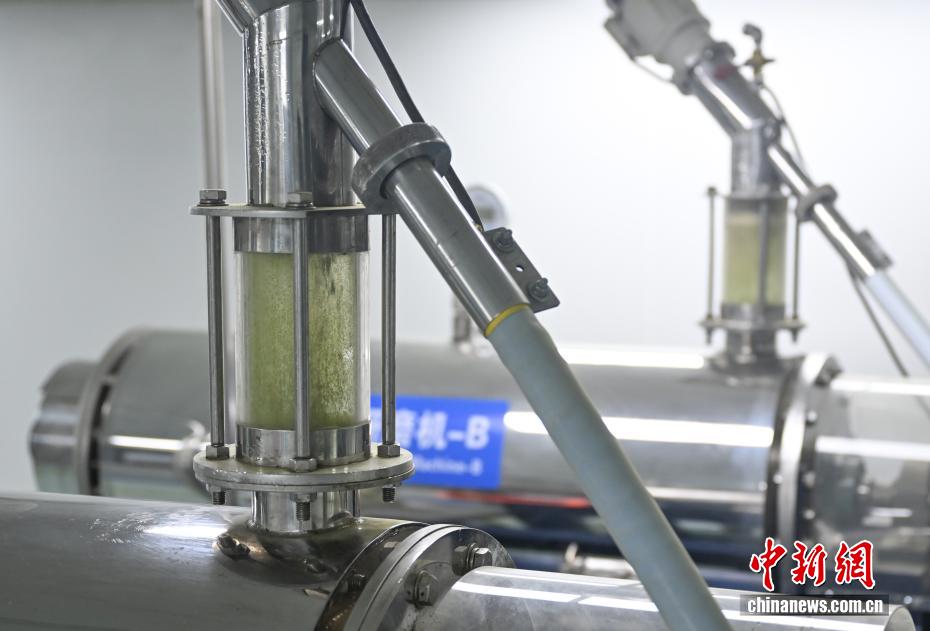全球消费者青睐健康饮品 浙江抹茶出口热度飙升 - 图4