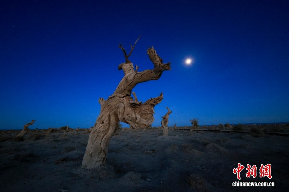 哈密伊吾胡杨林：戈壁深处的千年生命画卷 - 图4