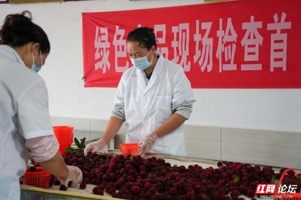 梅好时节遇心动！这群青年在靖州赴一场浪漫之约 - 图3