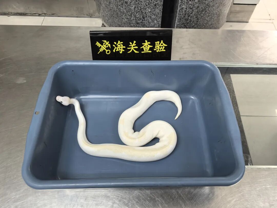 男子在腰间用黑色丝袜绑藏活体蛇7条，口袋内用丝袜包裹活体蛇1条，被海关查获，其中6条为球蟒，被列入《濒危野生动植物种国际贸易公约》 - 图1