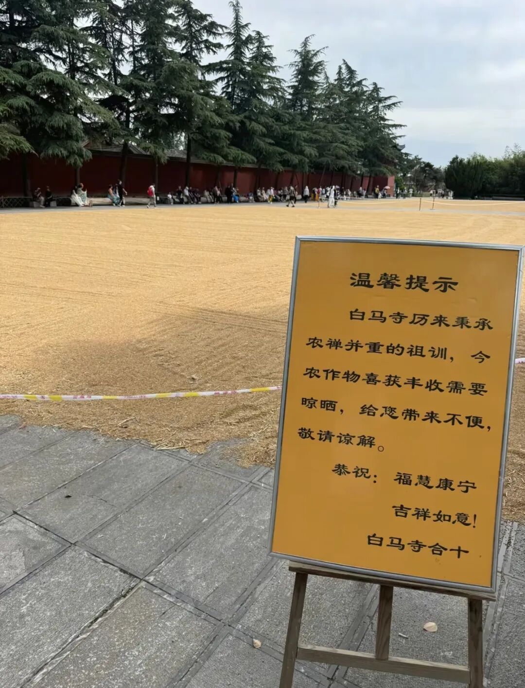 洛阳白马寺僧人顶着33℃气温收麦子晾晒，游客称还有义工和泰国僧人帮忙，景 - 图3