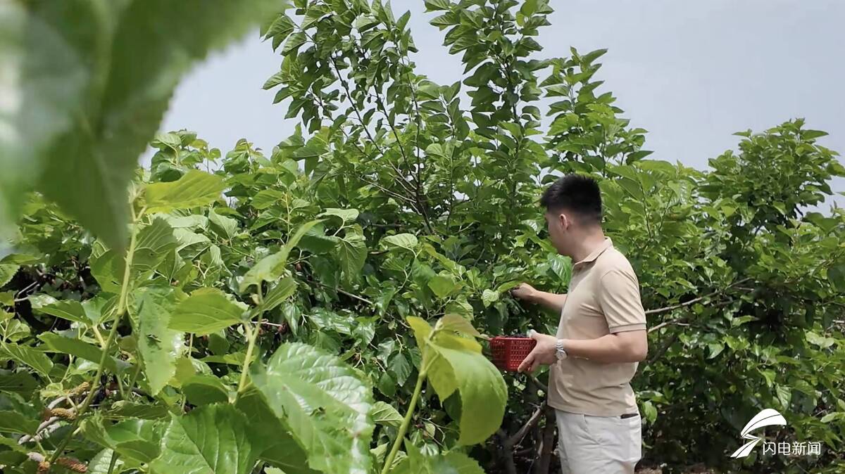 日照岚山：桑葚满枝迎客来 农旅融合助振兴 - 图2