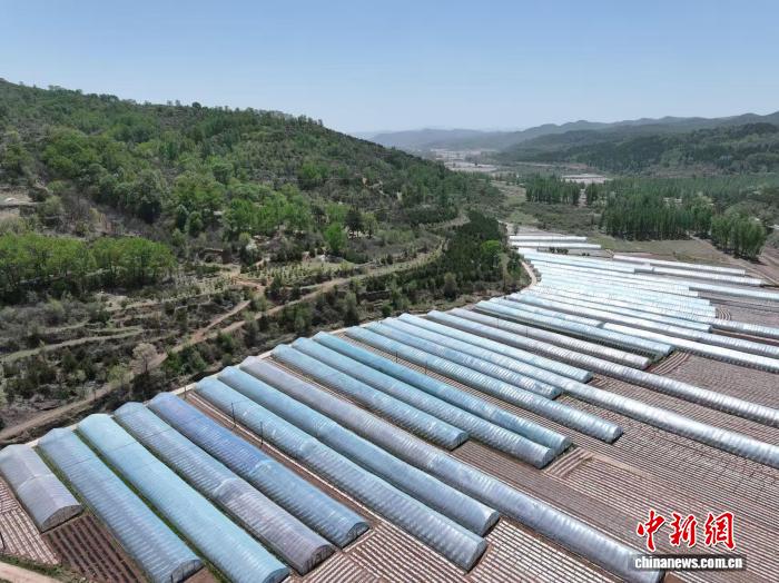 （乡村行·看振兴）从靠天种地到科技兴农 山西和顺乡村实现产业蝶变 - 图3
