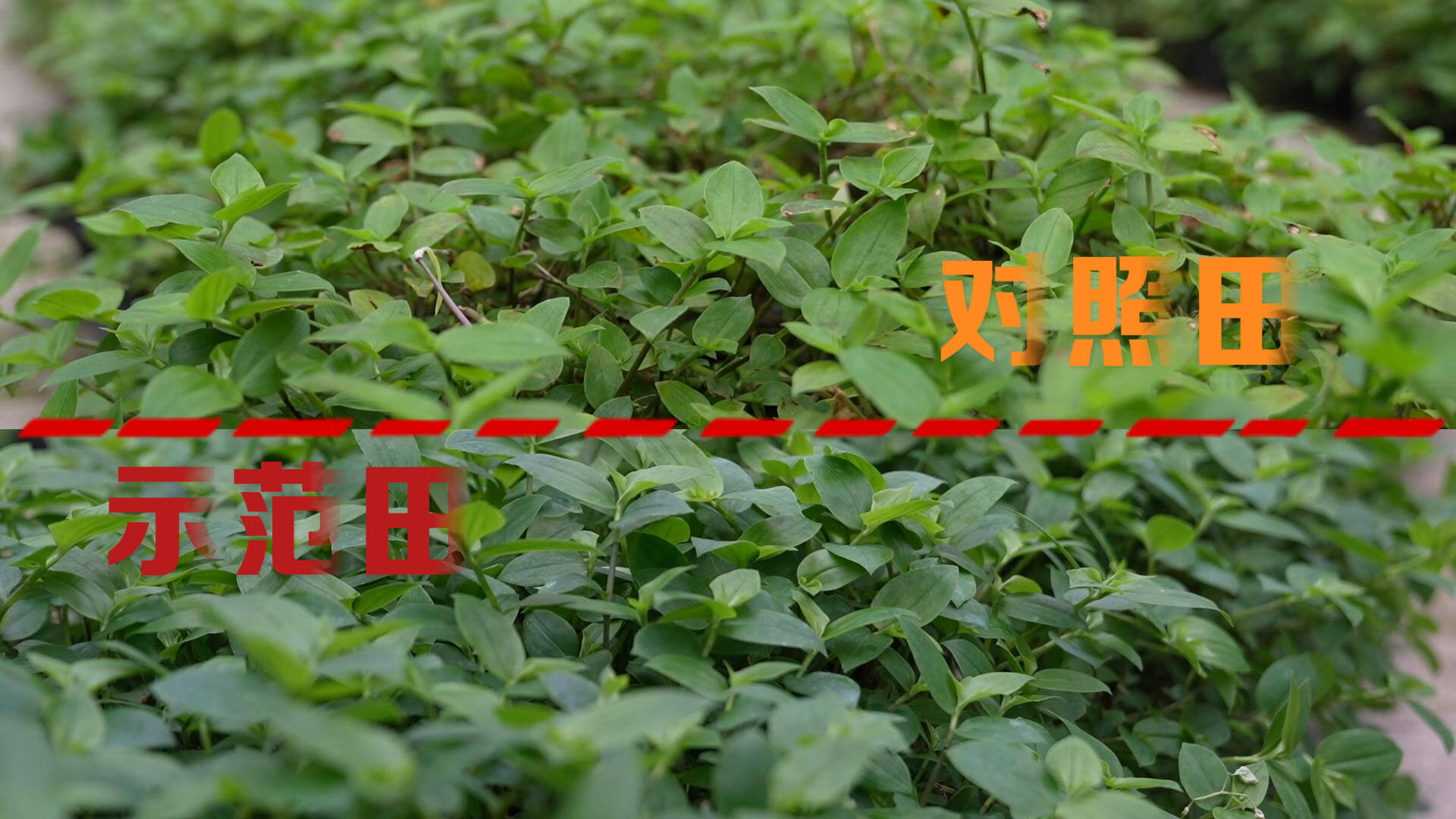 26年老把式，被这款肥料彻底“圈粉”！ - 图3