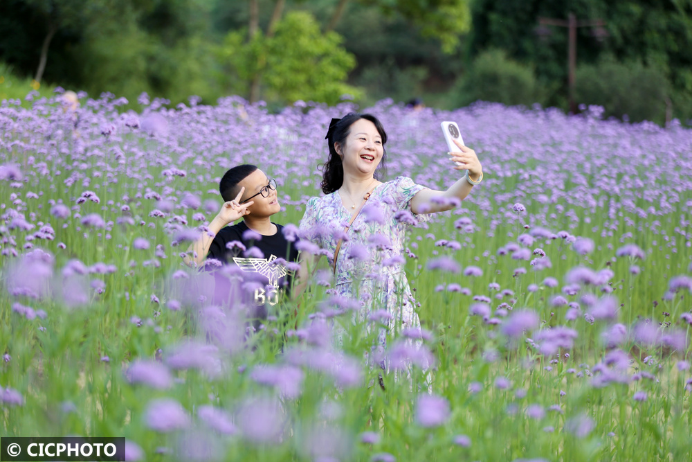 花儿这样“紫” - 图6
