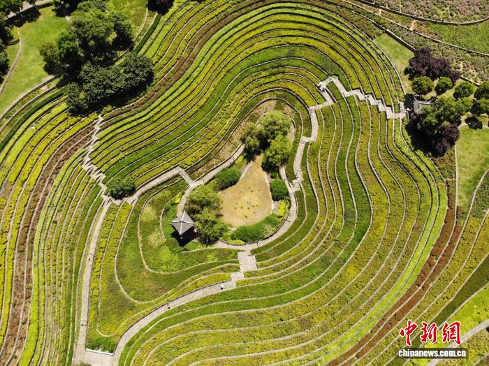 贵州大方：古彝梯田夏意浓 “大地指纹”美如画 - 图6