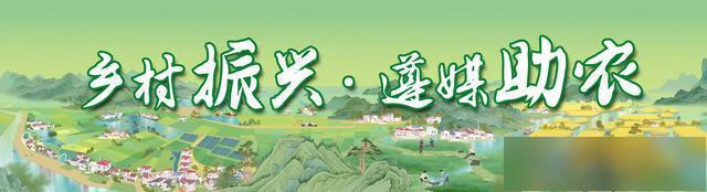 乡村振兴·遵媒助农│新蒲湘江村枇杷熟了，6元/斤现摘超清甜！ - 图1