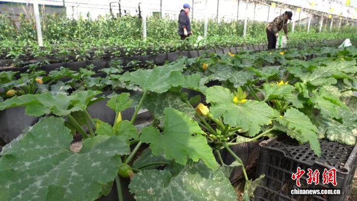 （乡村行·看振兴）山西和顺：科创赋能农业转型 多元化业态拓宽兴农路径 - 图2