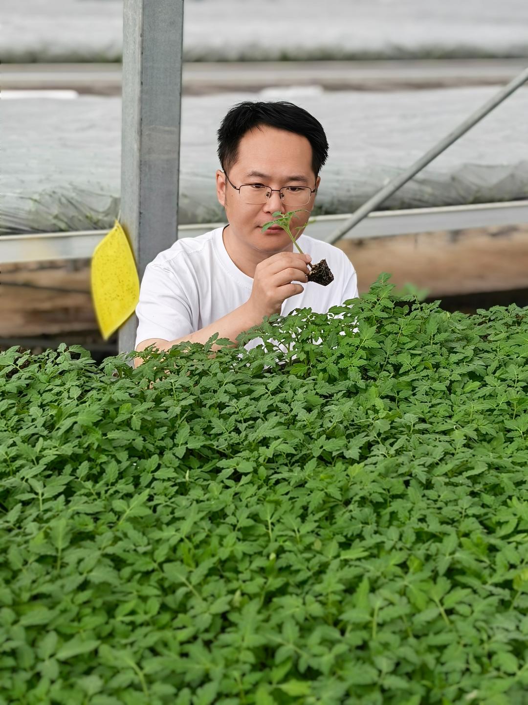 开屏见“好”｜把青春写在泥土里：他辞职回乡种番茄，用小种苗串起致富大产业 - 图4