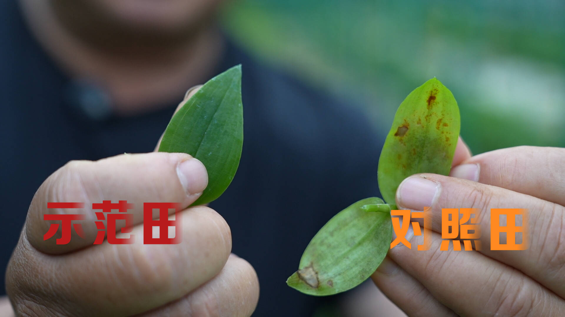 26年老把式，被这款肥料彻底“圈粉”！ - 图4