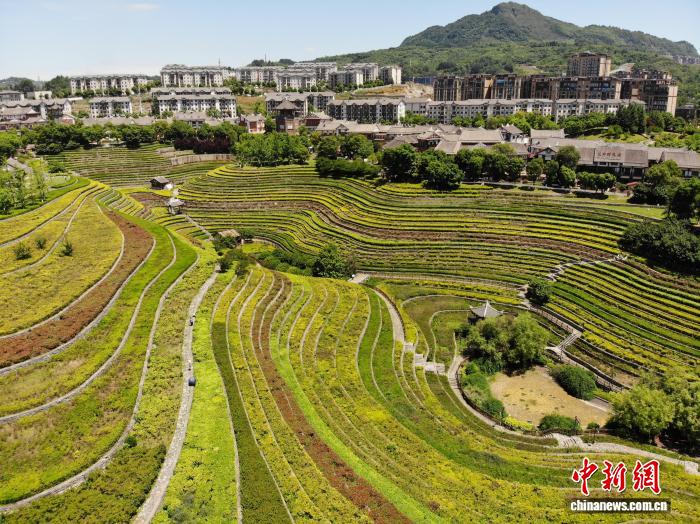 贵州大方：古彝梯田夏意浓 “大地指纹”美如画 - 图2