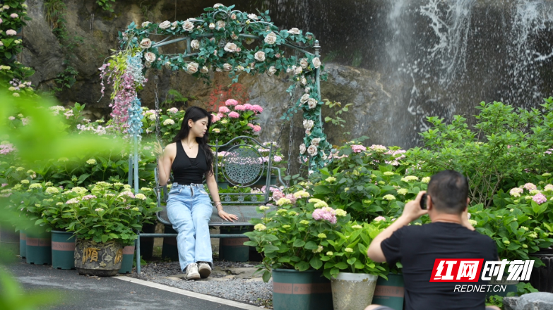 宜章莽山燕子岩景区：绣球烂漫满山间 花海嫣然引客来 - 图2