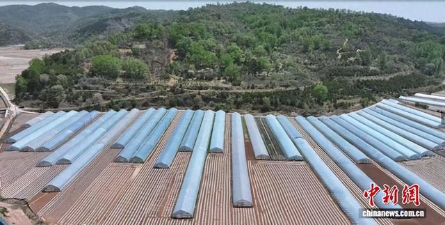 （乡村行·看振兴）从靠天种地到科技兴农 山西和顺乡村实现产业蝶变 - 图1