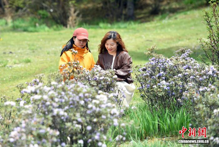 香格里拉山花烂漫游人如织 - 图4