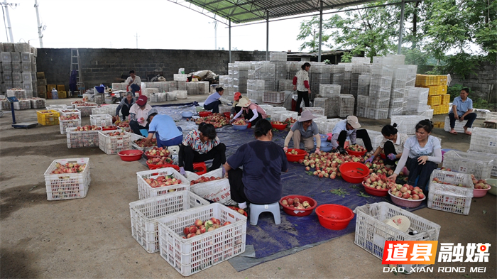 道县：夏日桃园迎丰收 生态采摘“甜蜜”经济助增收 - 图2