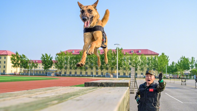 威猛帅气！武警天津总队机动支队开展军犬强化训练 - 图7