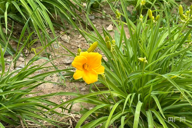初夏花信至 芳菲满庭芳 - 图3
