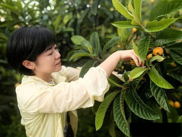 乡村振兴·遵媒助农│新蒲湘江村枇杷熟了，6元/斤现摘超清甜！ - 图3