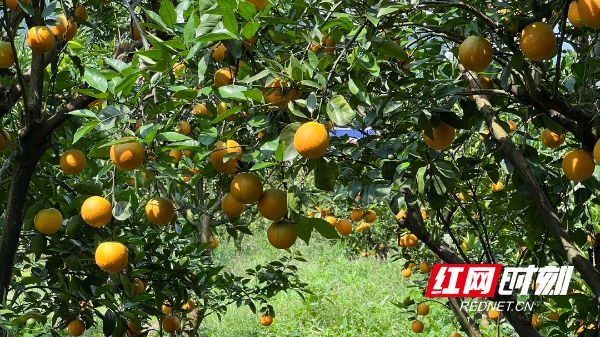 江永：千里情缘一线牵 3万斤夏橙直售南通 - 图5