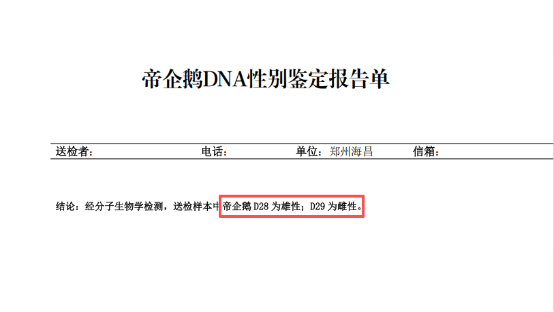 中原首例帝企鹅DNA性别鉴定！ - 图1