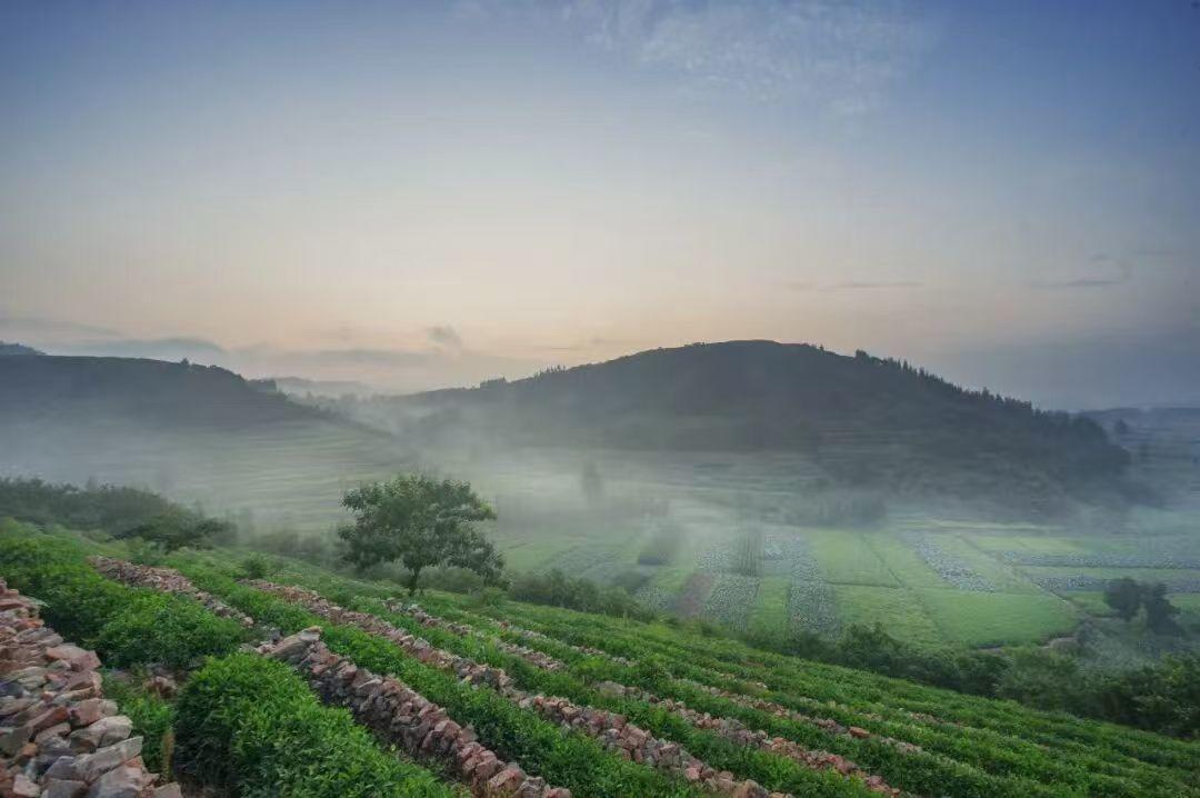 鲁智深丨“产多少收多少”！茶企为茶农“兜底”，谁在为茶企“撑腰”？ - 图2