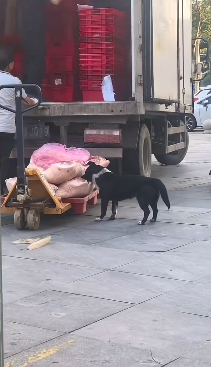 湖北孝昌一超市运送猪肉时，一只狗跑来啃食，搬运工在跟前却未制止；当地市监已介入，对肉铺所有猪肉进行封存，超市道歉 - 图2