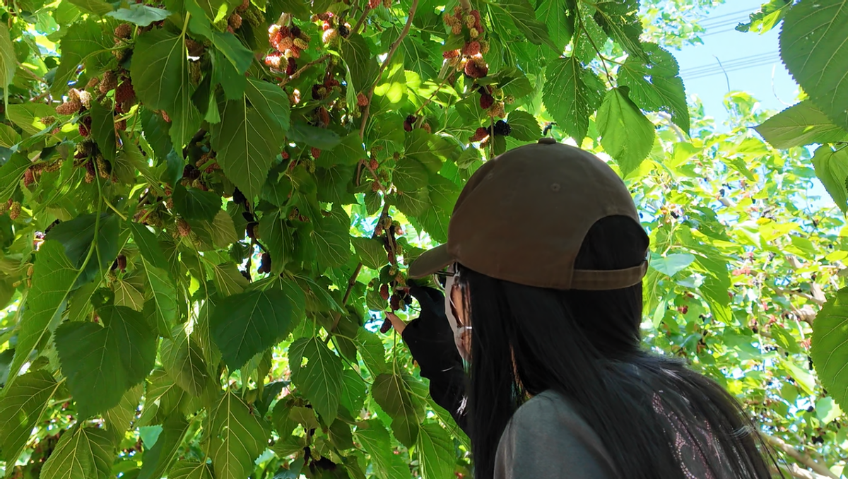 乡约好时节，尽享夏日渔歌海趣——2026潍坊市“乡村好时节·艺术乡间”主题年暨相约寿光（羊口）·产业文旅主题消费季正式启动 - 图3