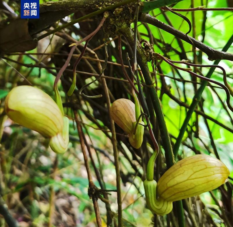 全球首现！云南龙陵发现新物种喉凸马兜铃 - 图2