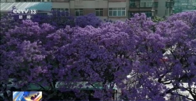 蓝花楹开、行道树挂果、推窗见绿 云南城市绿化氛围感拉满 - 图2
