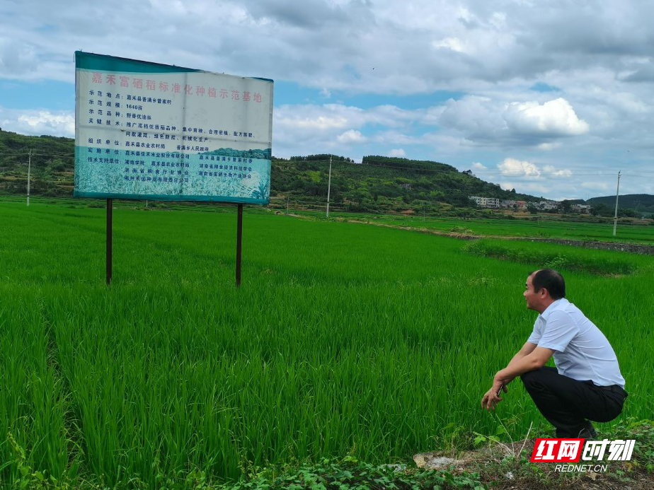 智赋郴州｜邓斌：深耕乡土传技赋能 激活富硒农业振兴动能 - 图1