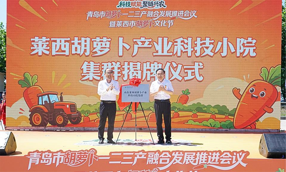 胡萝卜产业科技小院集群揭牌！青岛农业大学以科技小院为支点深度服务青岛乡村振兴 - 图1