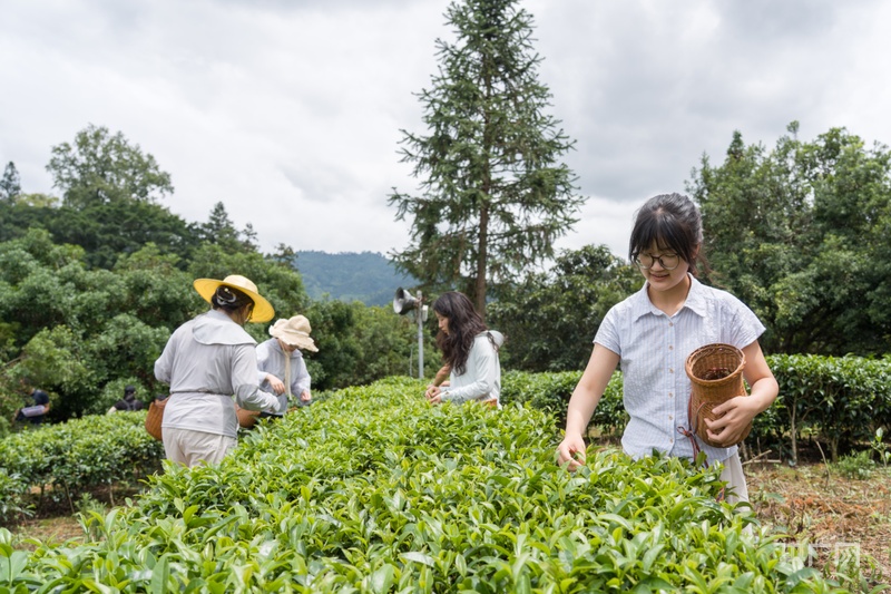 乡村振兴看贵州｜杨梅飘香茶叶鲜 生态采摘促增收 - 图4