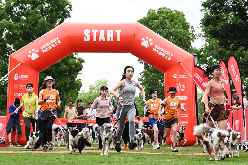 汪汪队出击！上海松江260组人犬搭档挑战3公里障碍赛道 - 图1