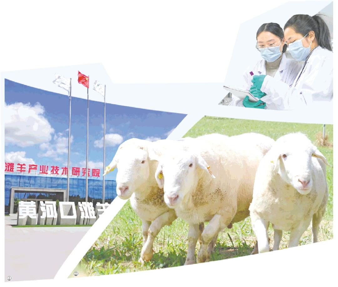 AI播客｜黄河口滩羊产业的跨越发展 - 图1