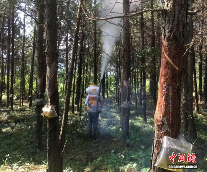 小松脂大产业 江西崇仁解锁乡村振兴共富密码 - 图1