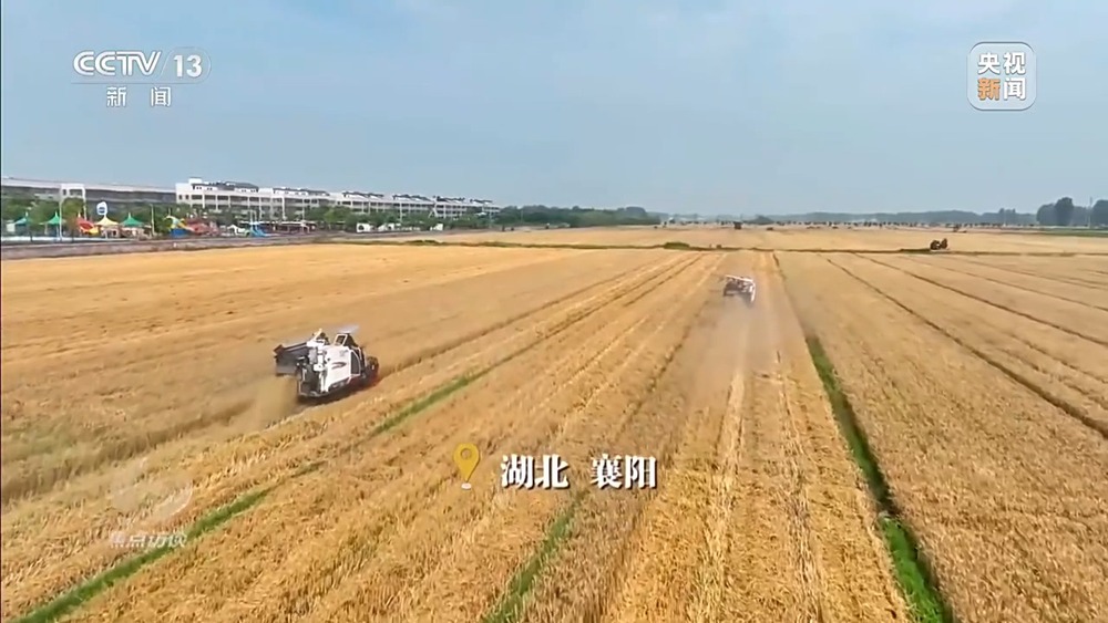 焦点访谈丨战阴雨 抢农时 湖北、河南、山东三大小麦主产区这样保丰收 - 图1