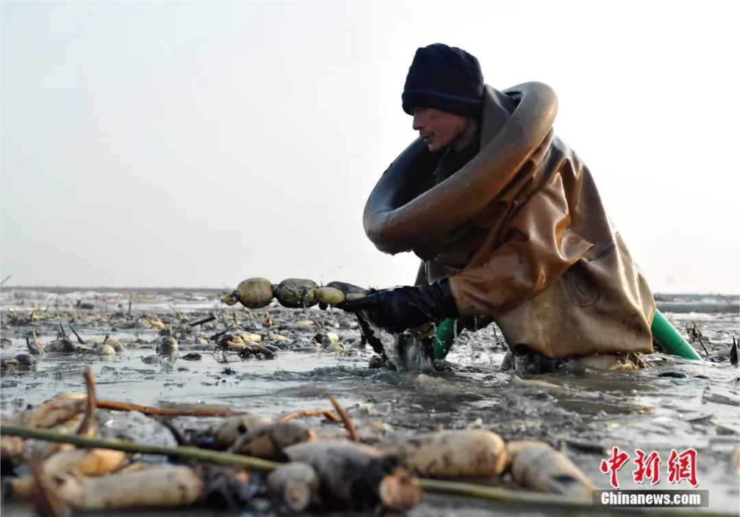 人这一辈子，一定要去一趟“华北明珠”白洋淀！ - 图6