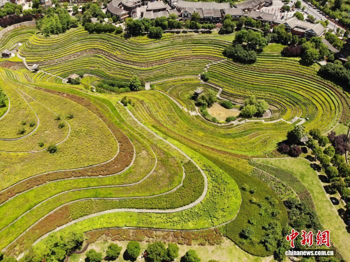 贵州大方：古彝梯田夏意浓 “大地指纹”美如画 - 图4