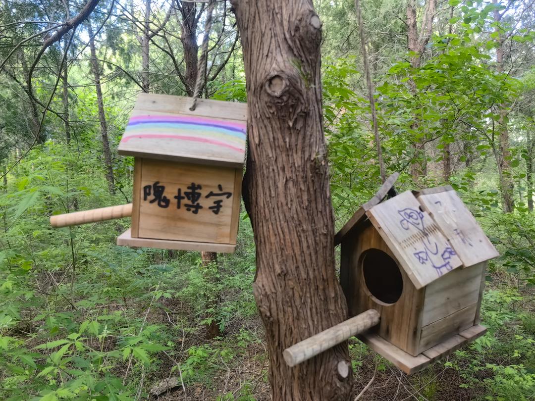 穿行济南南山，一树一巢，山林给鸟儿安了家 - 图1