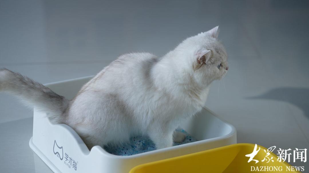 在“县”T0级丨滕州：全球每10袋硅胶猫砂，4袋出自这里 - 图3